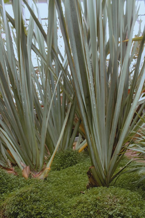 Foto d'estoc gratuïta de 4k, a l'aire lliure, agave