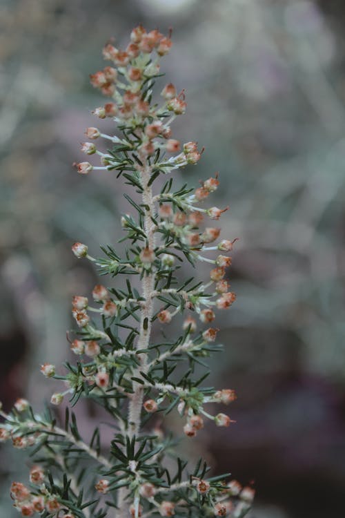 Flowers Buds with Green Leaves