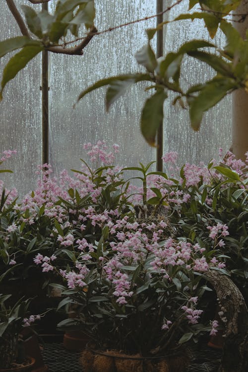 Ingyenes stockfotó ablak, botanikuskert, cserepek témában
