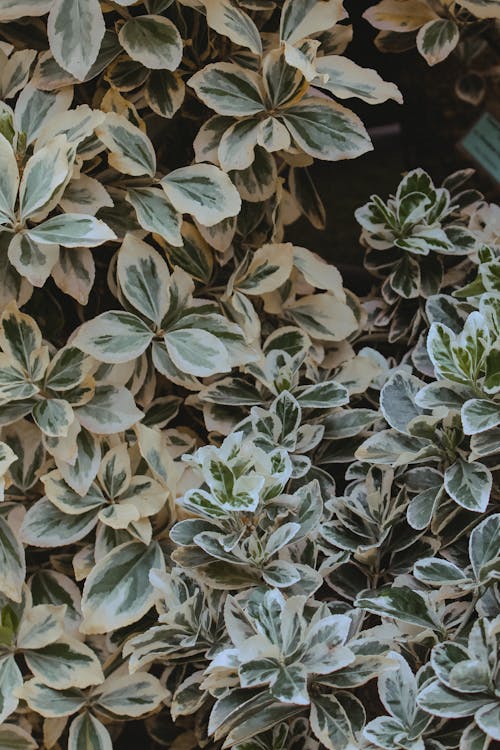Plants with White and Green Leaves 