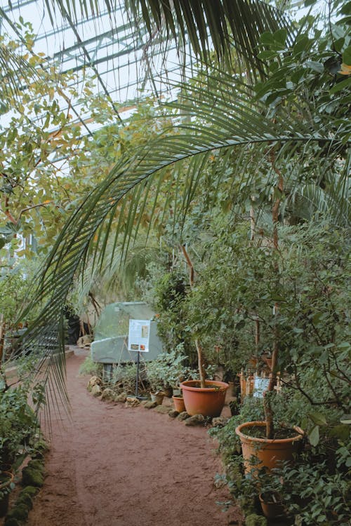 A Botanical Garden with Lush Plants and Trees