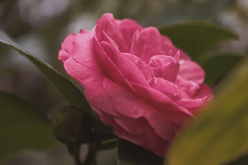 Macro Shot of a Pink Camellia Flower