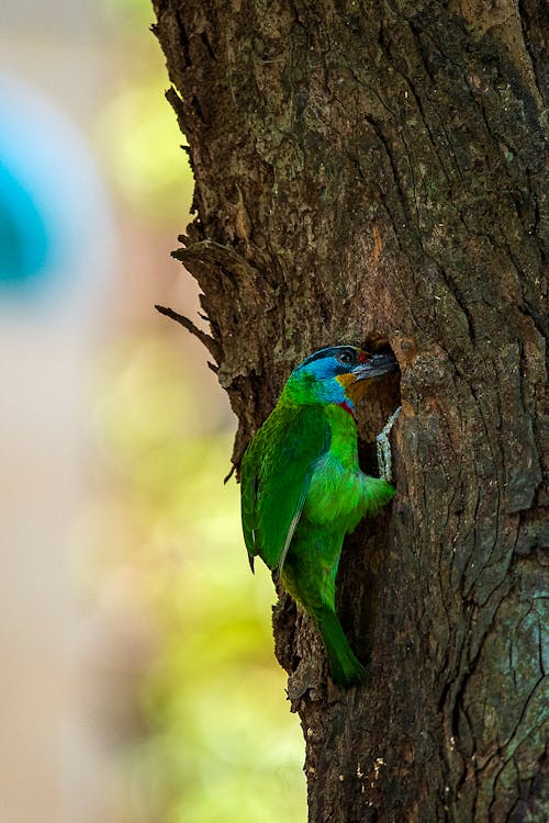 Close-Up Shot of a Green Bird Perched on a Tree Branch