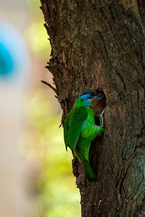 Free A vibrant bird perched on a tree trunk, captured in Taipei, Taiwan. Stock Photo