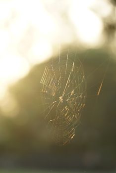 Delicate spiderweb in morning light, capturing nature's intricate beauty.