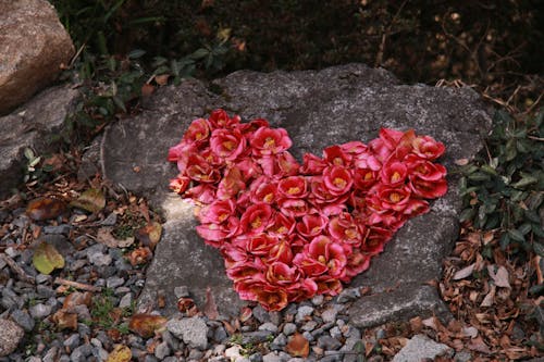 Free stock photo of camellia flower Stock Photo