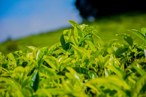Ingyenes stockfotó zöld tea témában