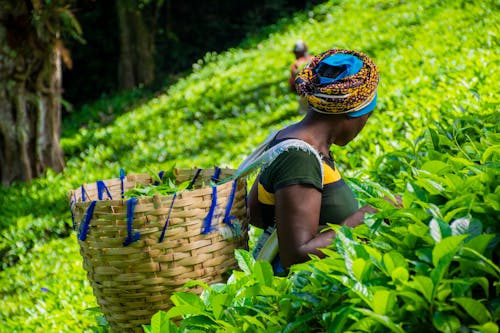 Free A Woman Harvesting Tea Leaves Stock Photo