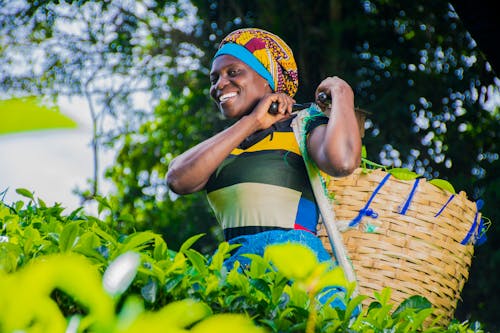 Free A Woman Harvesting Tea Leaves with a Smile Stock Photo