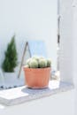Green Cactus Plant on Brown Clay Pot