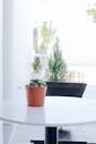 Green Potted Plant on White Table