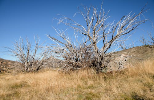 Leafless Trees on Brown Grass Field