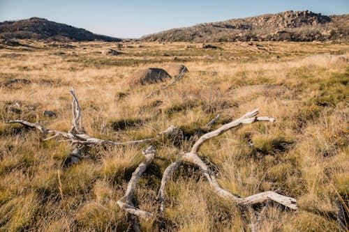 Photo of Wood on a Grass Field