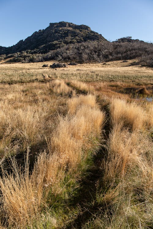 Grassland and Mountain