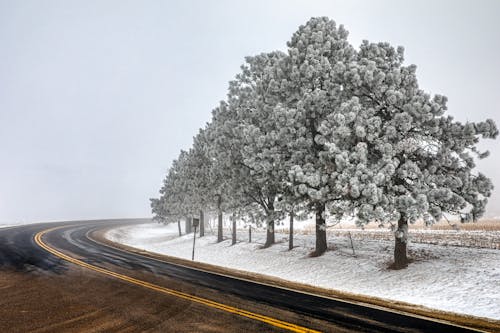 Free Snow Covered Trees on Snow Covered Ground Stock Photo