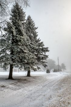 Serene winter scene with snow-covered trees and fog in Minnesota.