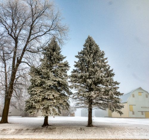 Free Snow-covered trees during winter in Minnesota, creating a serene and frosty scene. Stock Photo