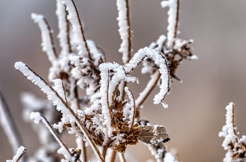 Free Detailed close-up of frost-covered dry plant showcasing winter's beauty. Stock Photo