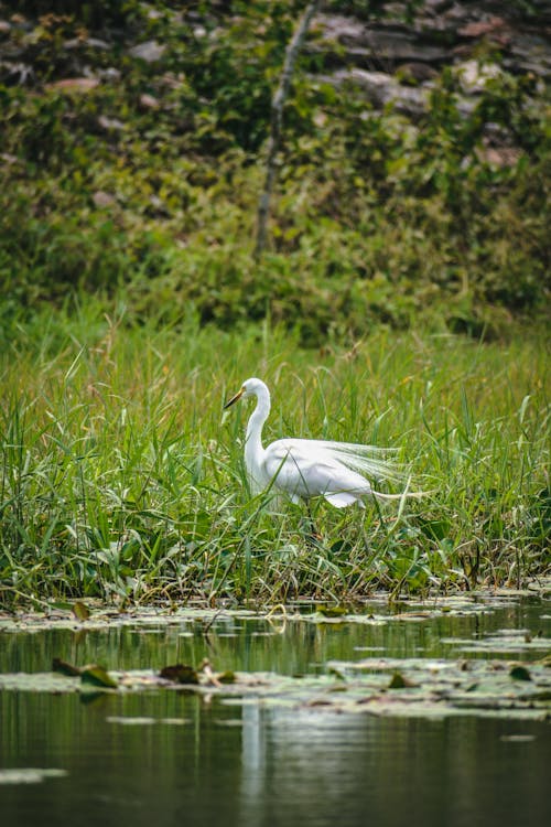 Free White Swan on Green Grass Stock Photo