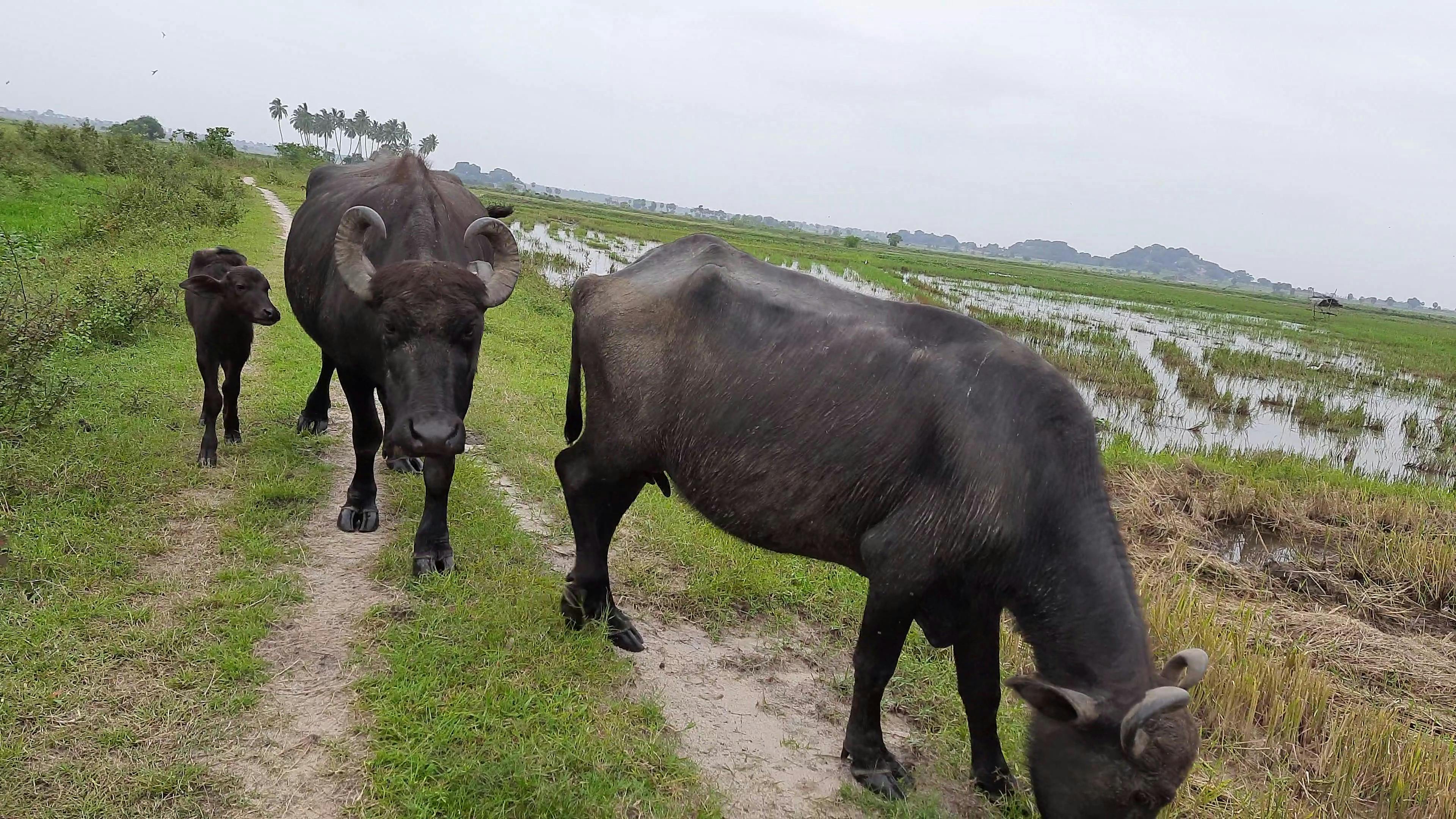 Glass jars filled with vegetables fermenting in brine on a wooden counter.