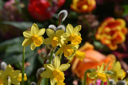 A Yellow Daffodils in Full Bloom