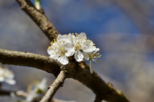 Free Selective Focus Photo of Cherry Blossom Flowers with White Petals Stock Photo