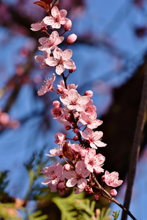 Free Close-Up Photo of Cherry Blossoms with Pink Petals Stock Photo