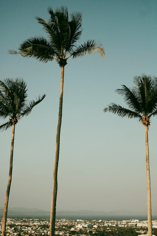 Gratis lagerfoto af blå himmel, lodret skud, palmer