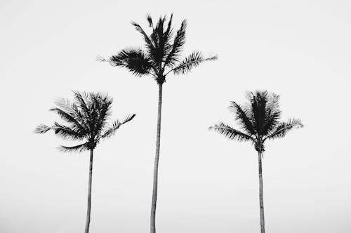 Black and White Photo of Three Palm Trees
