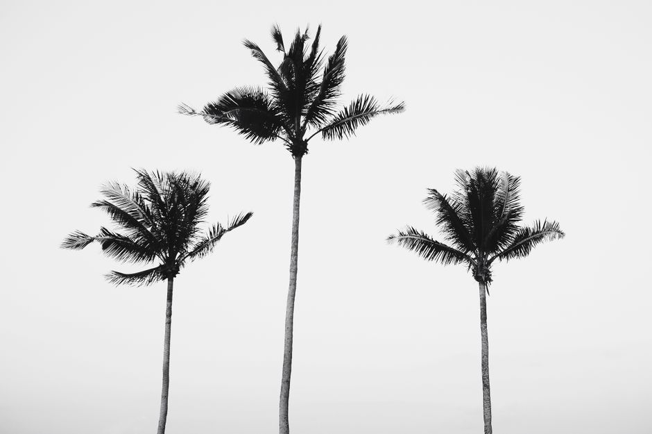 Monochrome image featuring tall palm trees against a clear sky, evoking a tropical feel.