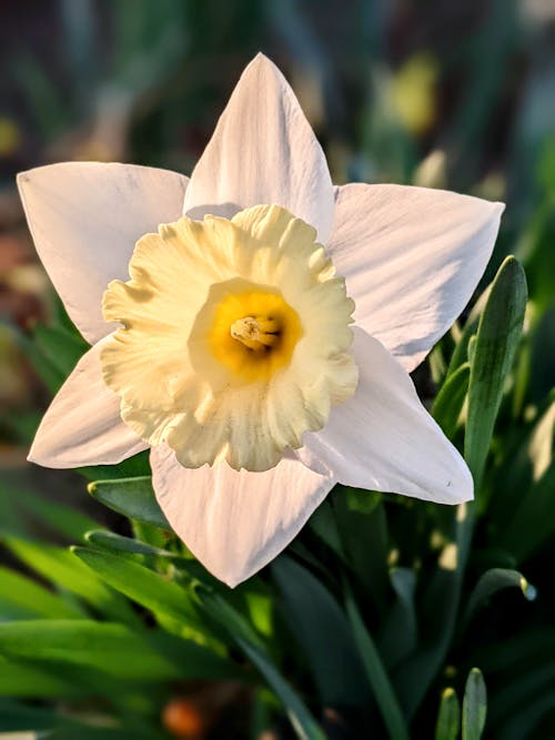 A Beautiful White Daffodil