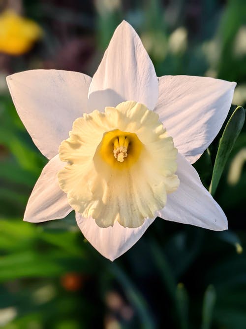Selective Focus Photo of a White and Yellow Daffodil