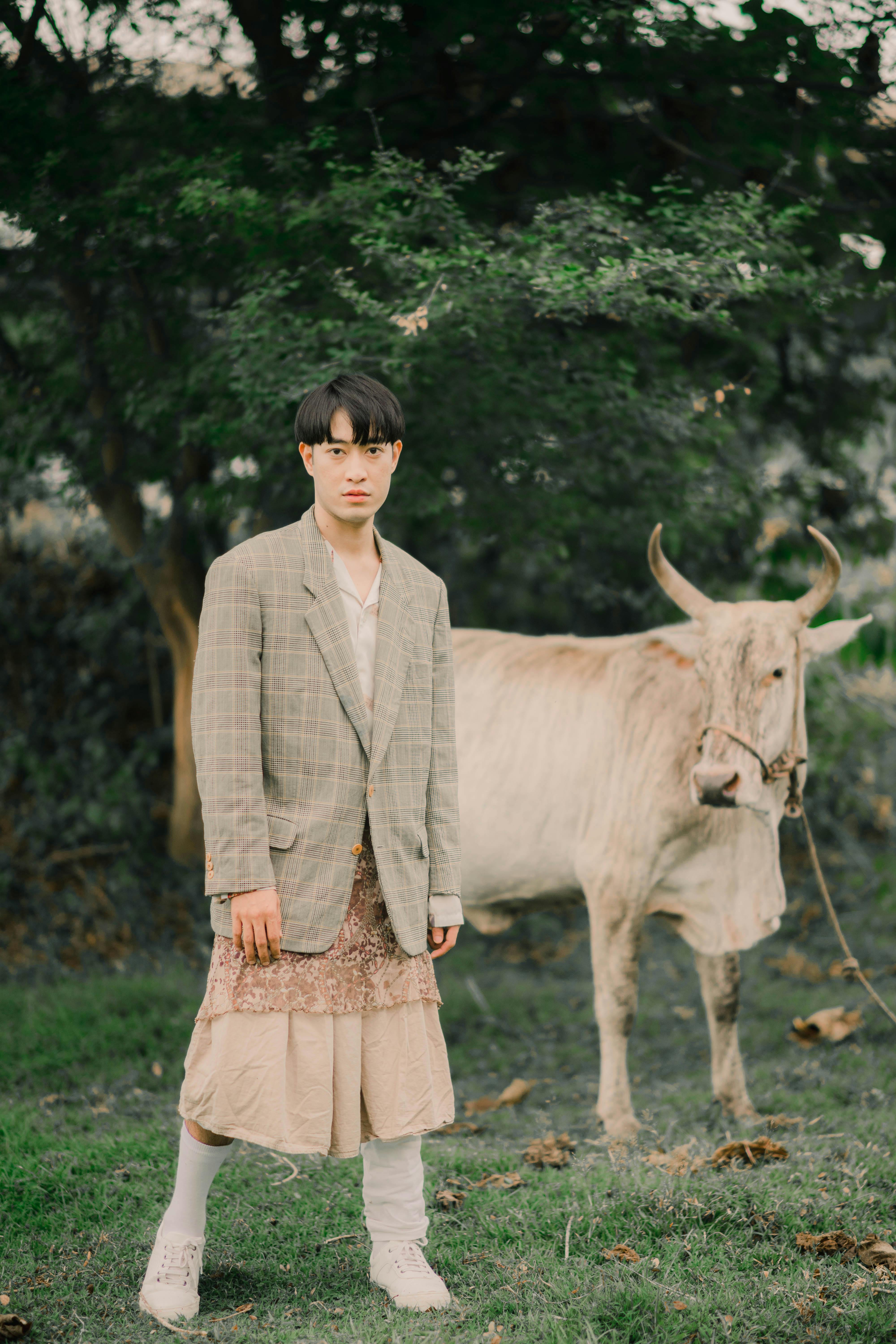 What is a male cow called?