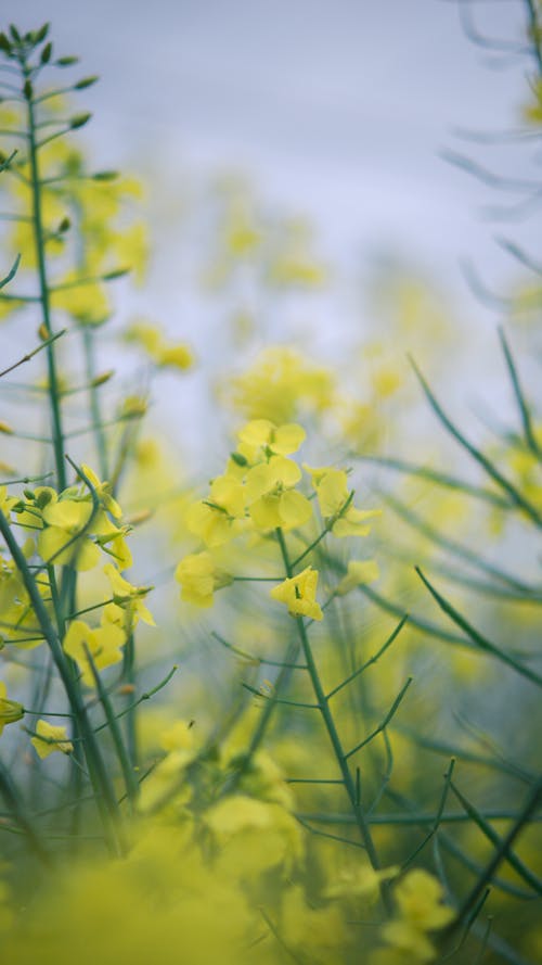 Close-Up Shot of Yellow Flowers