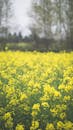 A Field of Beautiful Canola Flowers
