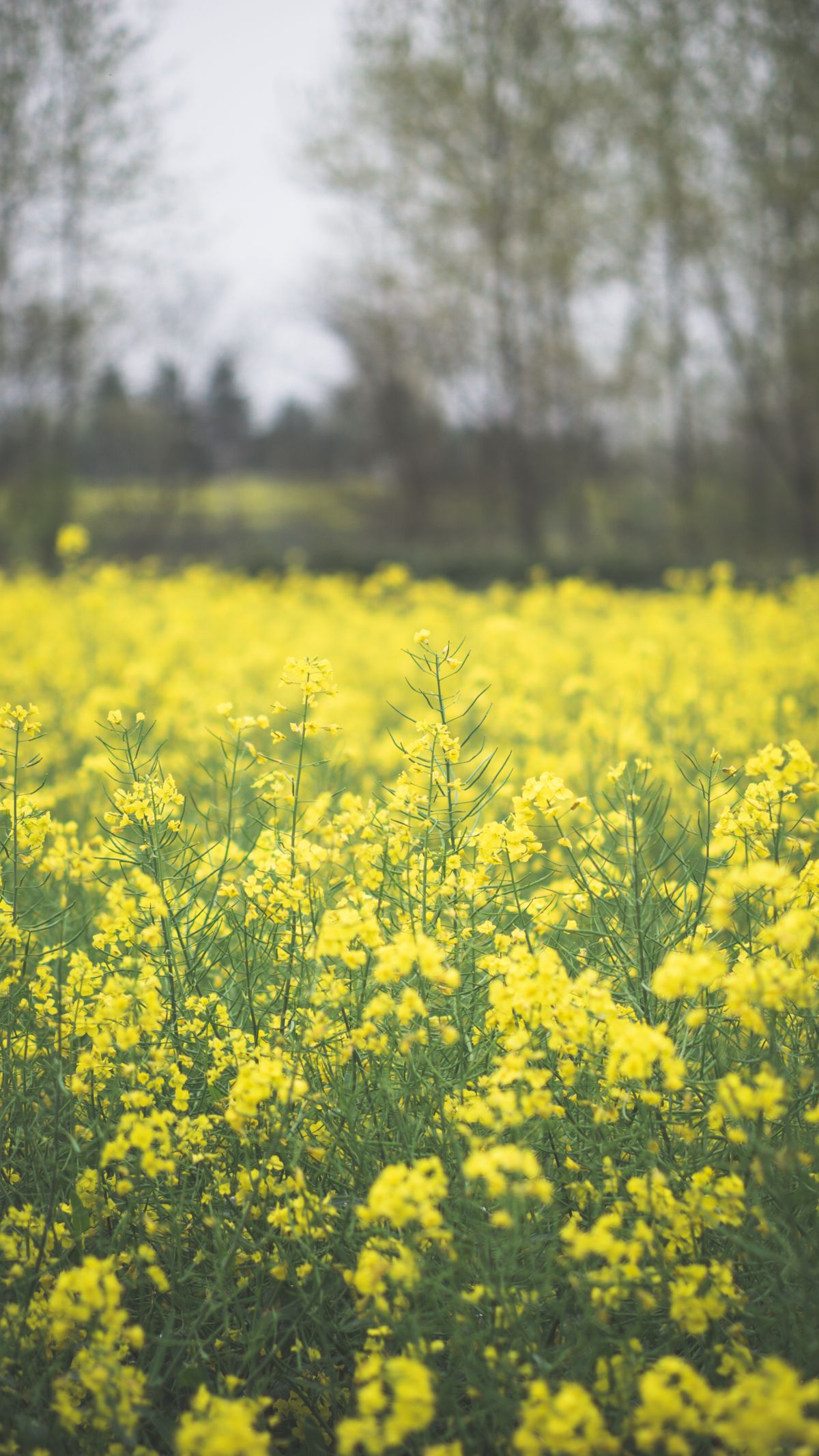 Canola field in full bloom — Roundup Ready Canola