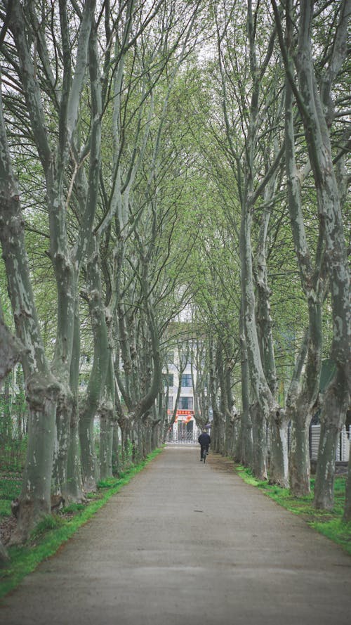 A Person Walking on the Street Between Trees at the Park