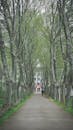 A Person Walking on the Street Between Trees at the Park
