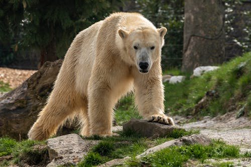 Free Polar Bear Walking on the Grass Stock Photo