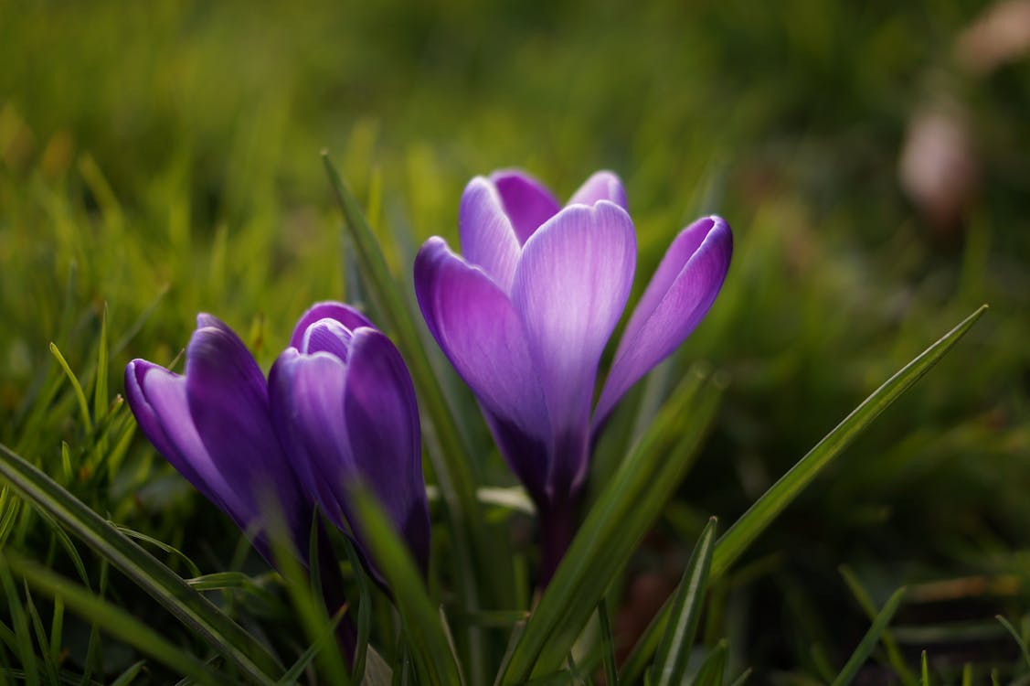 Gratuit Photos gratuites de crocus, fleur, fleurs violettes Photos