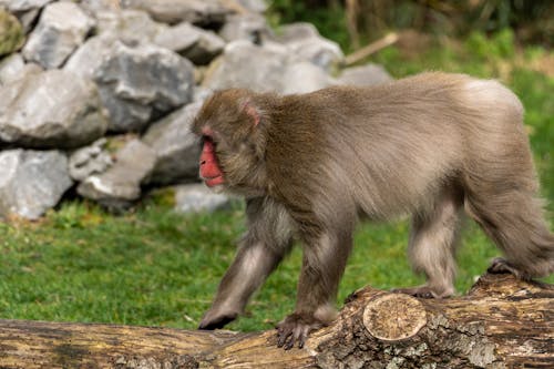 A Monkey Walking on the Wood Log