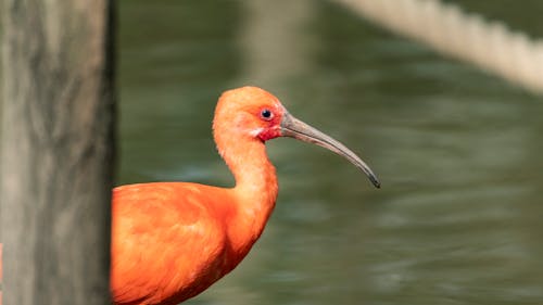 Free stock photo of bird, orange color