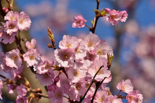 Foto profissional grátis de filiais, floração, flores cor-de-rosa