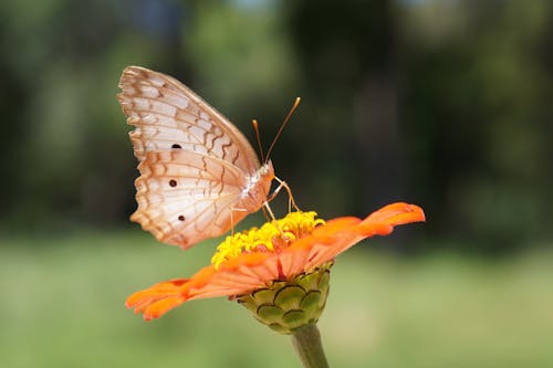 Gratis lagerfoto af appelsin, bestøve, blomst