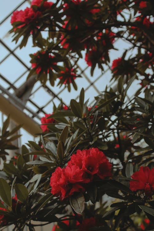 Darmowe zdjęcie z galerii z czerwone kwiaty, gałęzie, krzew