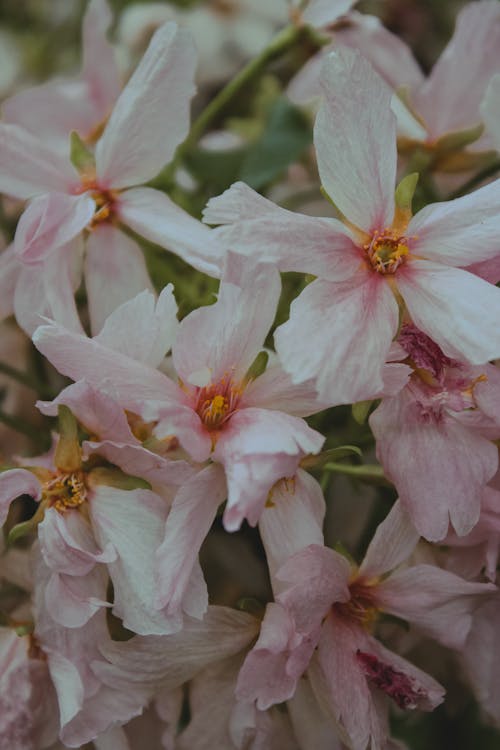 冬天開花的櫻桃, 垂直拍攝, 春櫻桃 的 免費圖庫相片