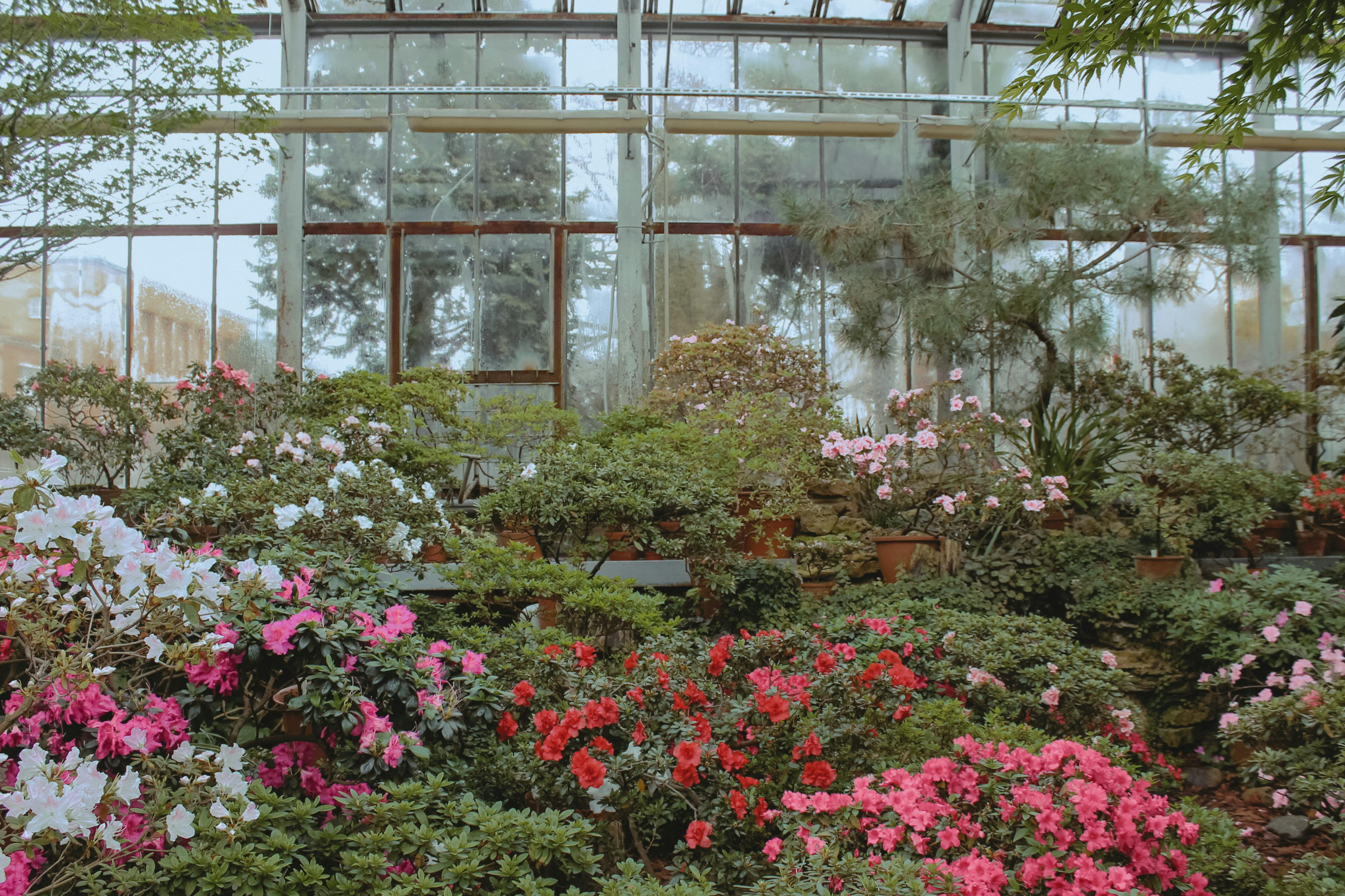Flowers Inside the Greenhouse · Free Stock Photo
