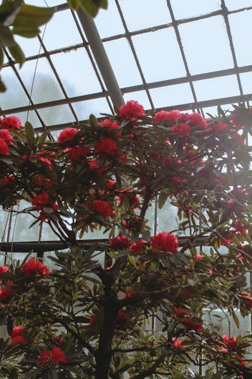Darmowe zdjęcie z galerii z czerwone kwiaty, gałęzie, krzew