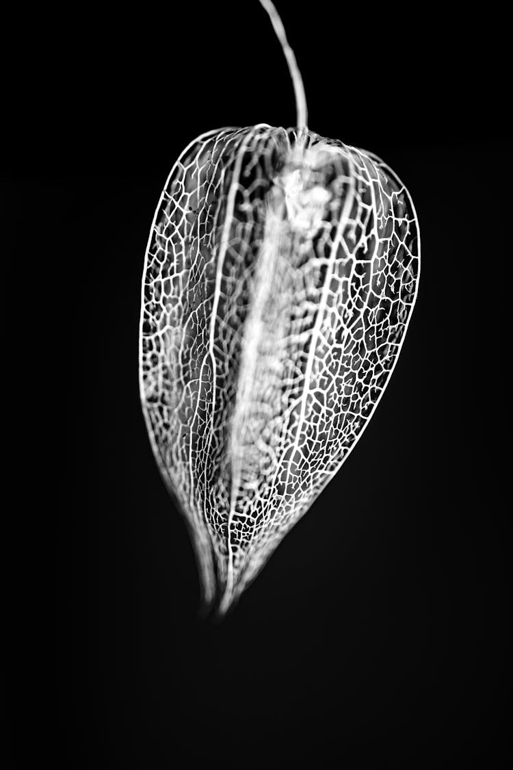 Grayscale Photo Of Bladder Cherry Flower