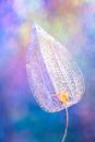 Green Leaf With Water Droplets